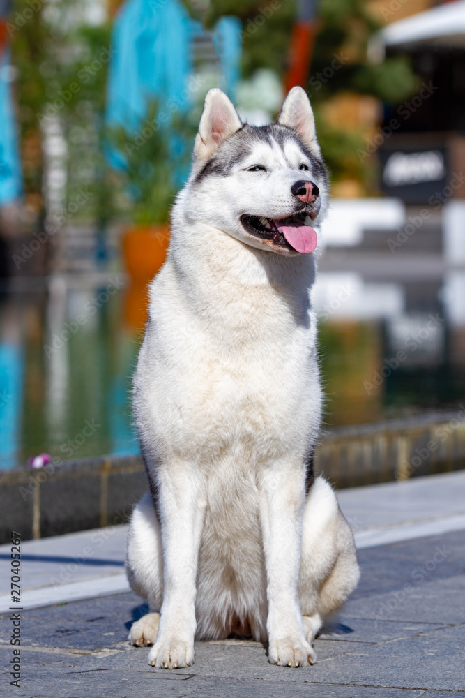 A mature Siberian husky female dog is sitting near a big pool. The background is blue. A bitch has grey and white fur and blue eyes. She looks forward.