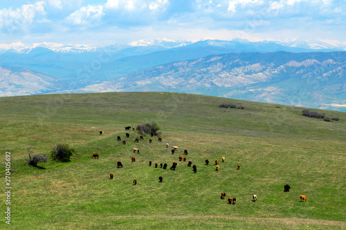 Green sunny meadow with cows and Caucasian mountains on background.
