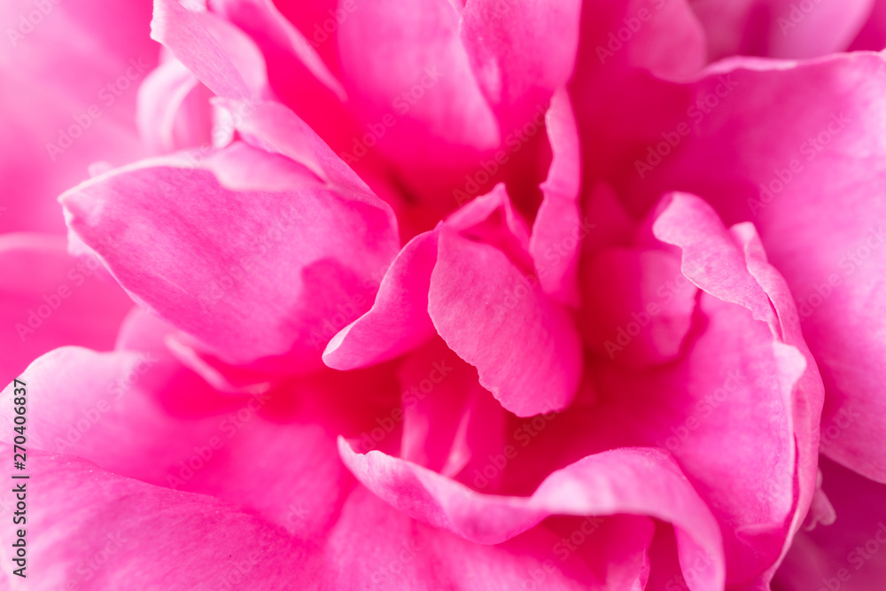 Beautiful flower pink peony macro. Flower petals texture. Floral, flowering, feminine background