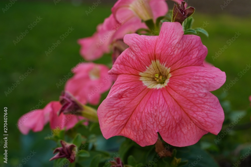 Fototapeta premium Petunia flowers / Spring gardening , selective focus