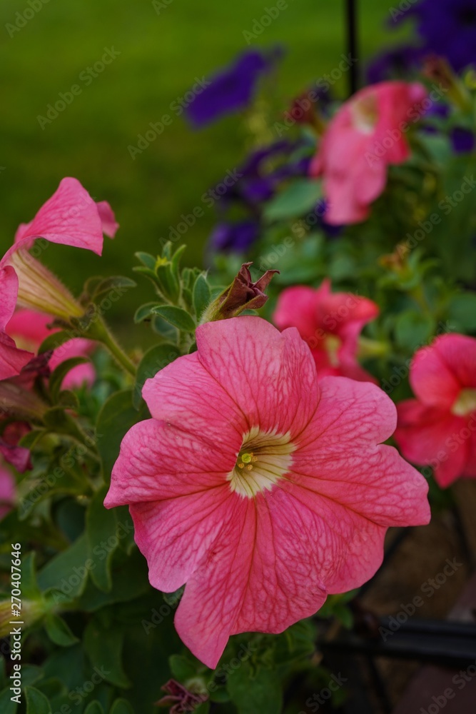 Petunia flowers / Spring gardening , selective focus Petunia flowers / Spring gardening , selective focus
