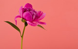 Peonies flowers on a pink background