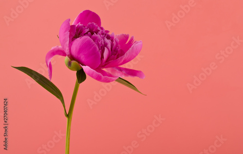 Peonies flowers on a pink background