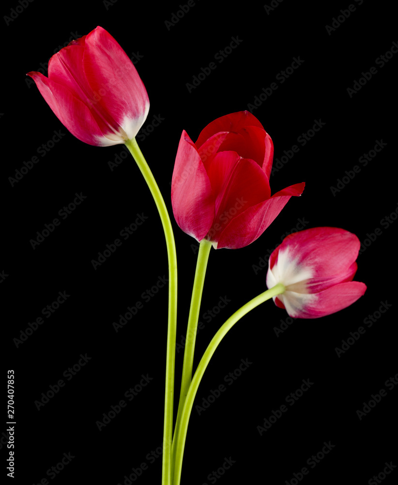 Tulips flowers isolated on black background