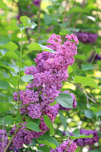 Beautiful blooming spring lilac on a beautiful background