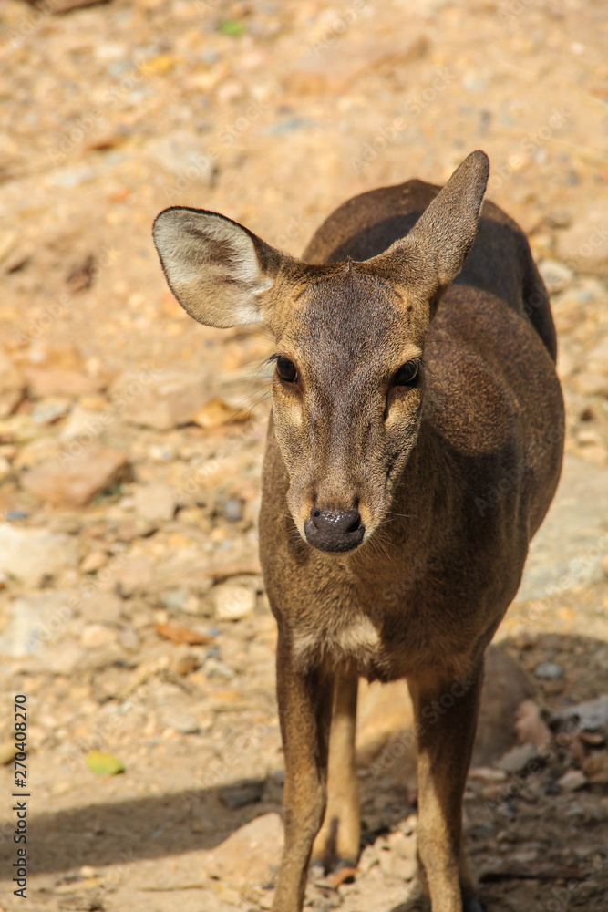  barking deer on nature