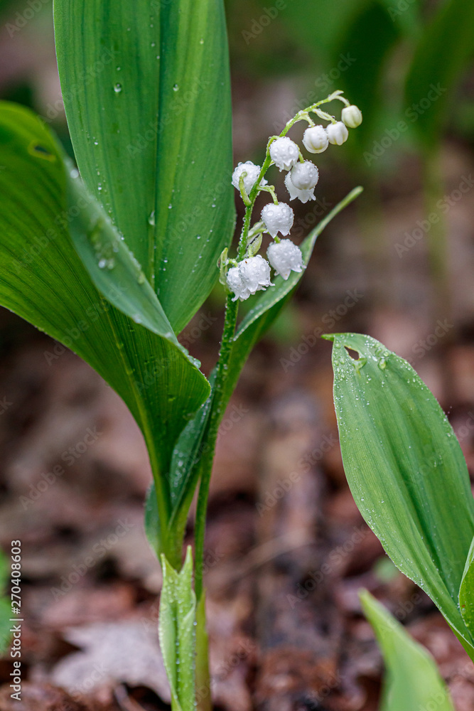 Beautiful spring blooming lilies of the valley with drops of flowers dew Beautiful spring blooming lilies of the valley with drops of flowers dew