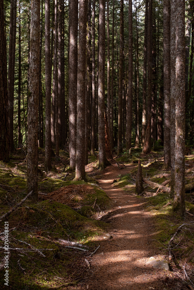 A beautiful woodland walk in dappled forest in the Olympic National Park, Washington State, USA, nobody in the image