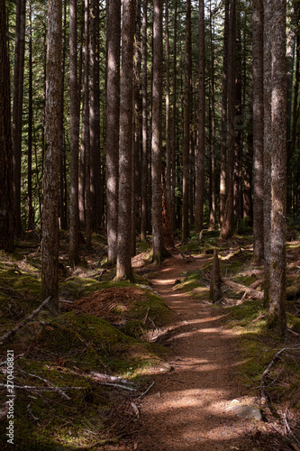 A beautiful woodland walk in dappled forest in the Olympic National Park  Washington State  USA  nobody in the image