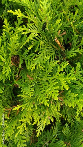 green branches of a tree