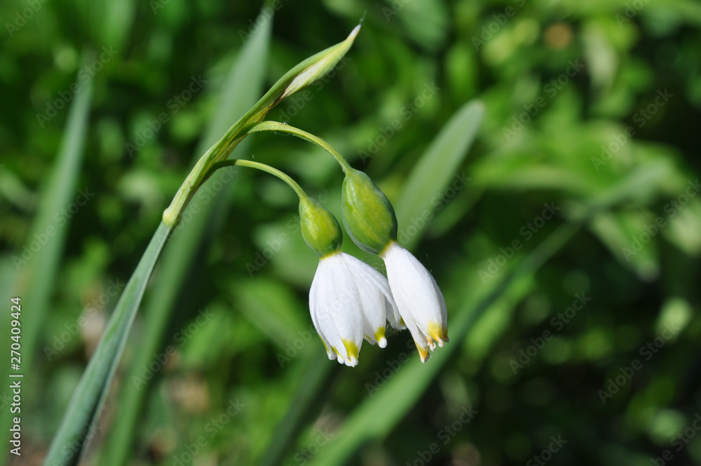 Spring snowflake in blossom