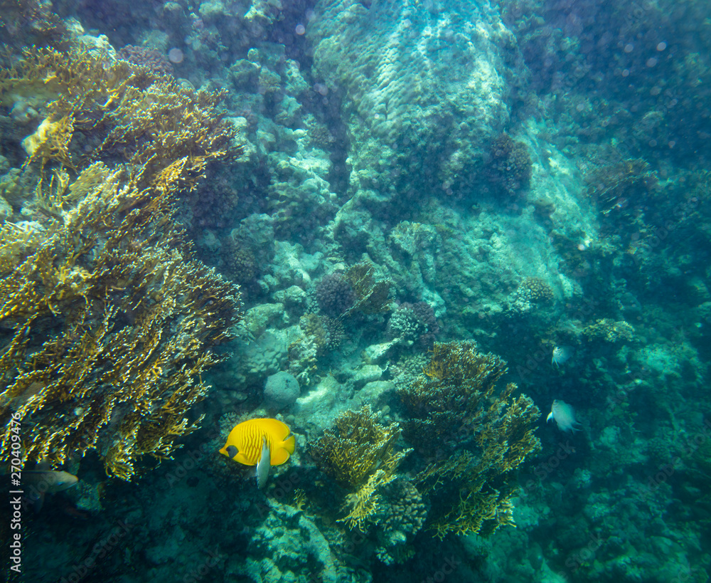 Fototapeta premium sea fish near coral, underwater