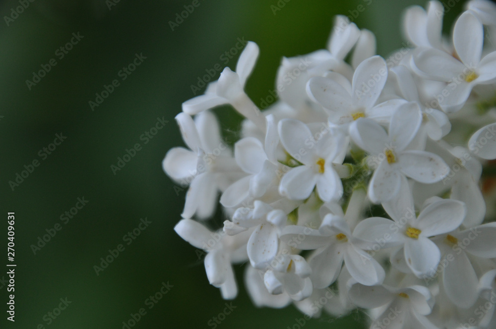 bouquet of lilies of the valley bouquet of lilies of the valley