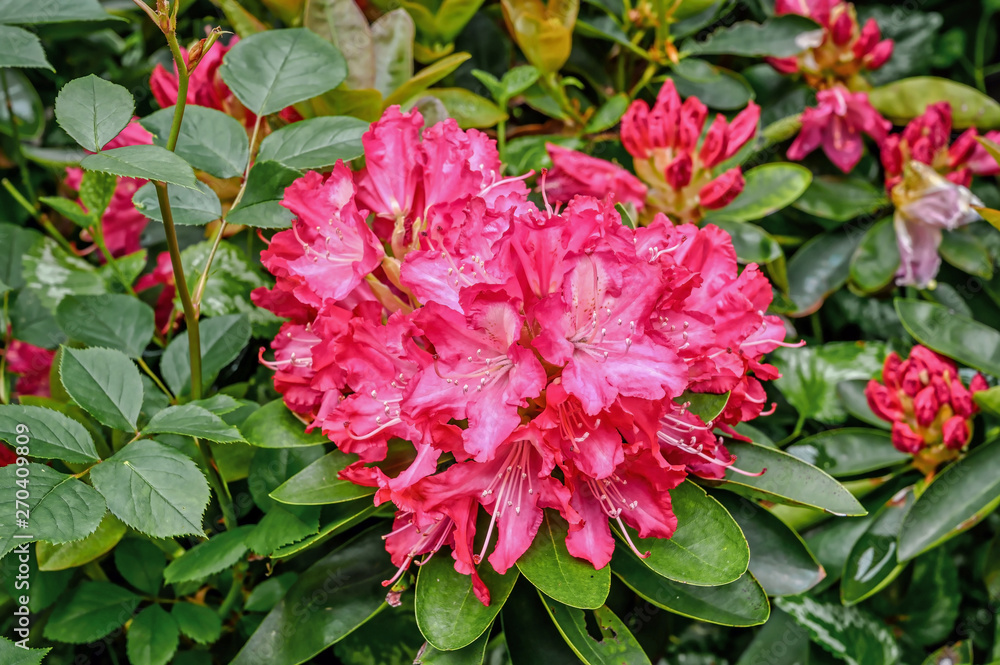 Deep pink flowered rhododendron