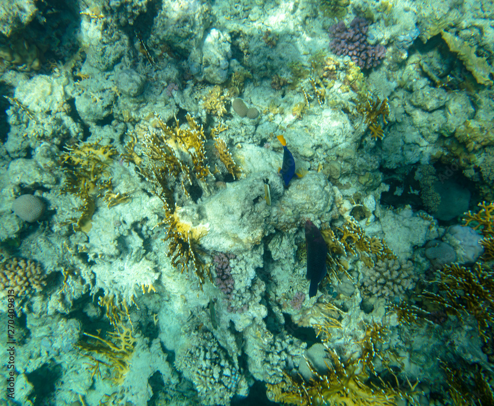 sea fish near coral, underwater sea fish near coral, underwater