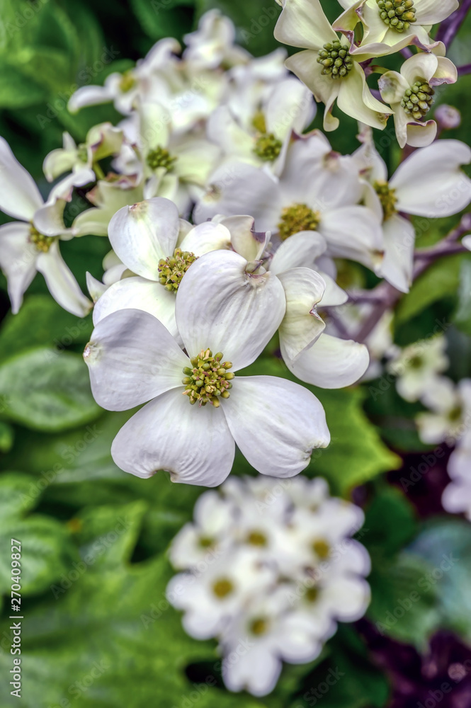 White flowers of the dogwood tree White flowers of the dogwood tree