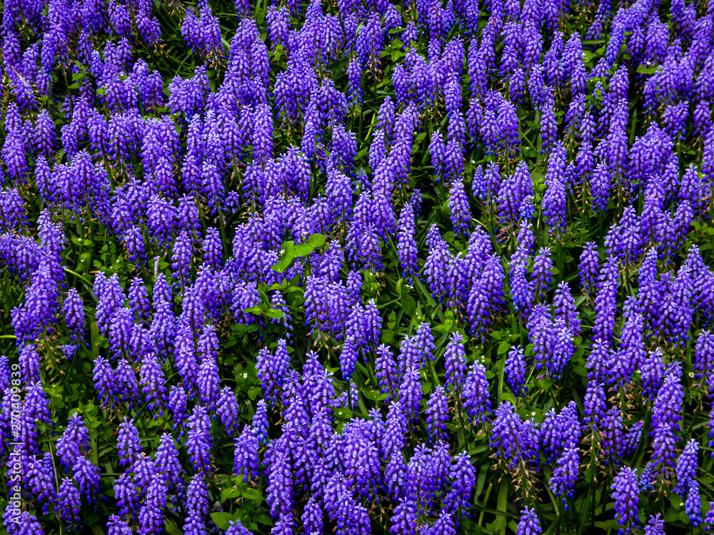 Fototapeta premium Lavender in Bloom