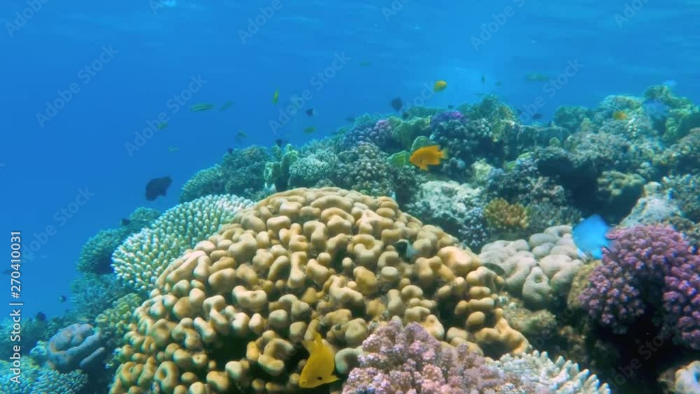 Snorkeling under coral reef with tropical fish Snorkeling under coral reef with tropical fish