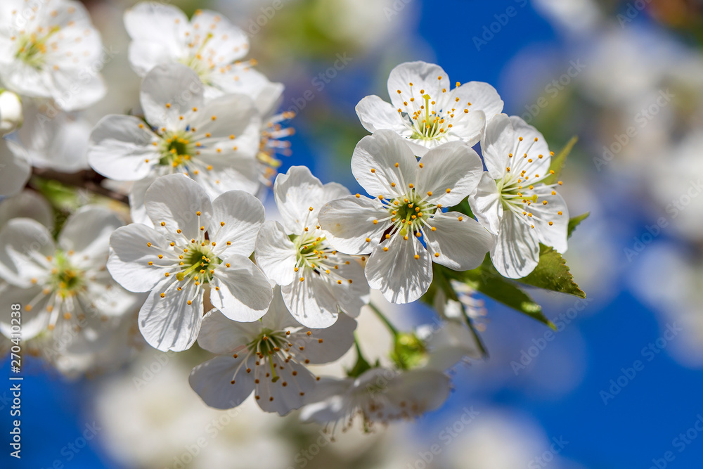 White flowers of the cherry blossoms on a spring day over blue sky background. Flowering fruit tree in Ukraine, close up