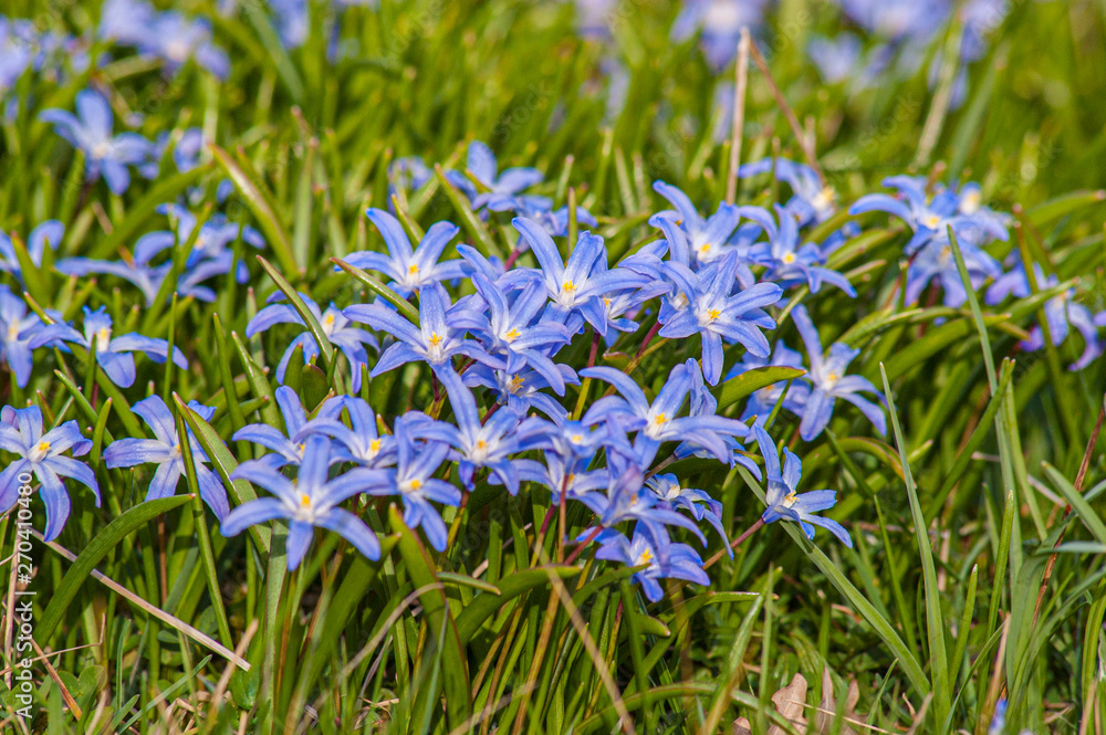 Fototapeta premium Blue and yellow flowers in green grass.