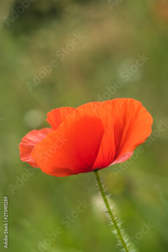 A single red gossip poppy