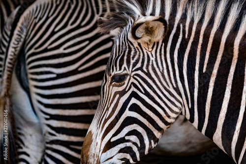 close up of a zebra