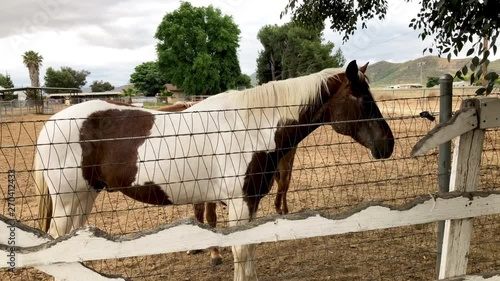 horse at ranch 4k video