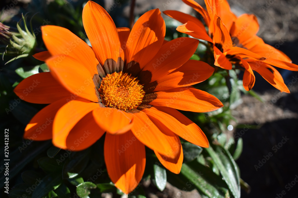 Flor, Naranja, Flower, planta, plant, primavera, spring Flor, Naranja, Flower, planta, plant, primavera, spring