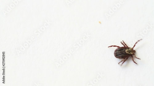 tick family Ixodes crawling on a white paper. photo