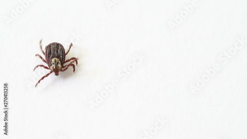 tick family Ixodes crawling on a white paper. photo