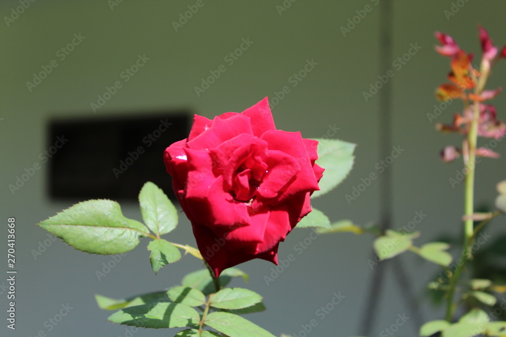 Fototapeta premium Flores
