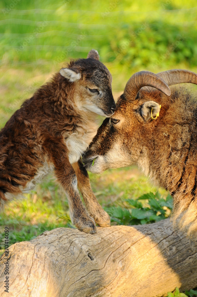 Fototapeta premium Mutterliebe