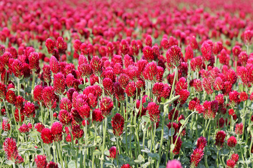 Field of red clover close up. © flycatdesign