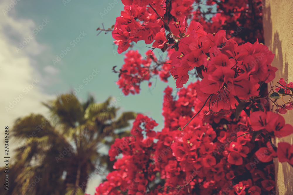 A lifestyle background featuring pink bougainvillea plants and palm trees A lifestyle background featuring pink bougainvillea plants and palm trees