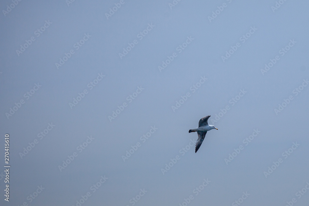 traveling around Istanbul Turkey Bosphorus traveling around Istanbul Turkey Bosphorus