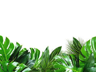 Close up of bouquets of various green fresh tropical leaves isolated on white background with clipping path. Design template. Frame with copy space for text.
