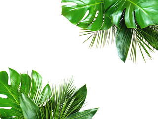 Close up of bouquets of various green fresh tropical leaves isolated on white background with clipping path. Design template. Frame with copy space for text.