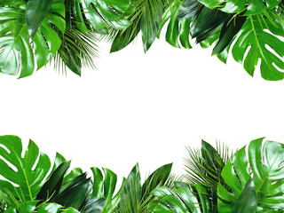 Close up of bouquets of various green fresh tropical leaves isolated on white background with clipping path. Design template. Frame with copy space for text.