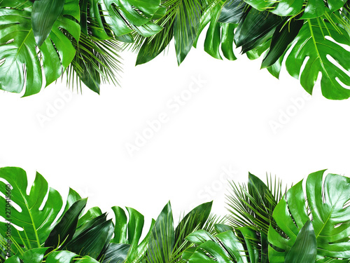 Close up of bouquets of various green fresh tropical leaves isolated on white background with clipping path. Design template. Frame with copy space for text. © Aleksandra Konoplya