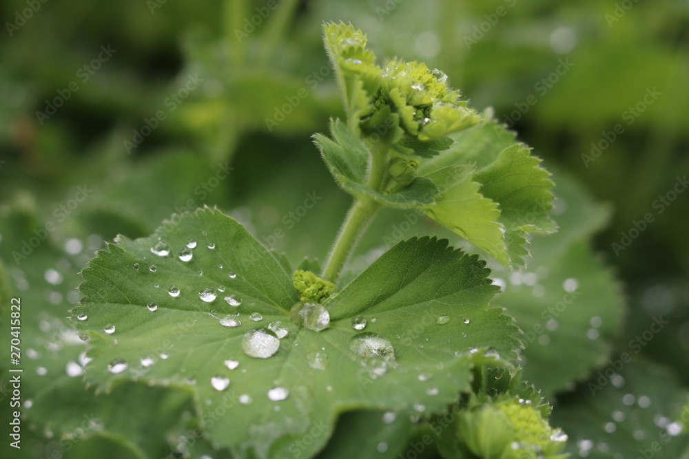 Waterdrops III Waterdrops III