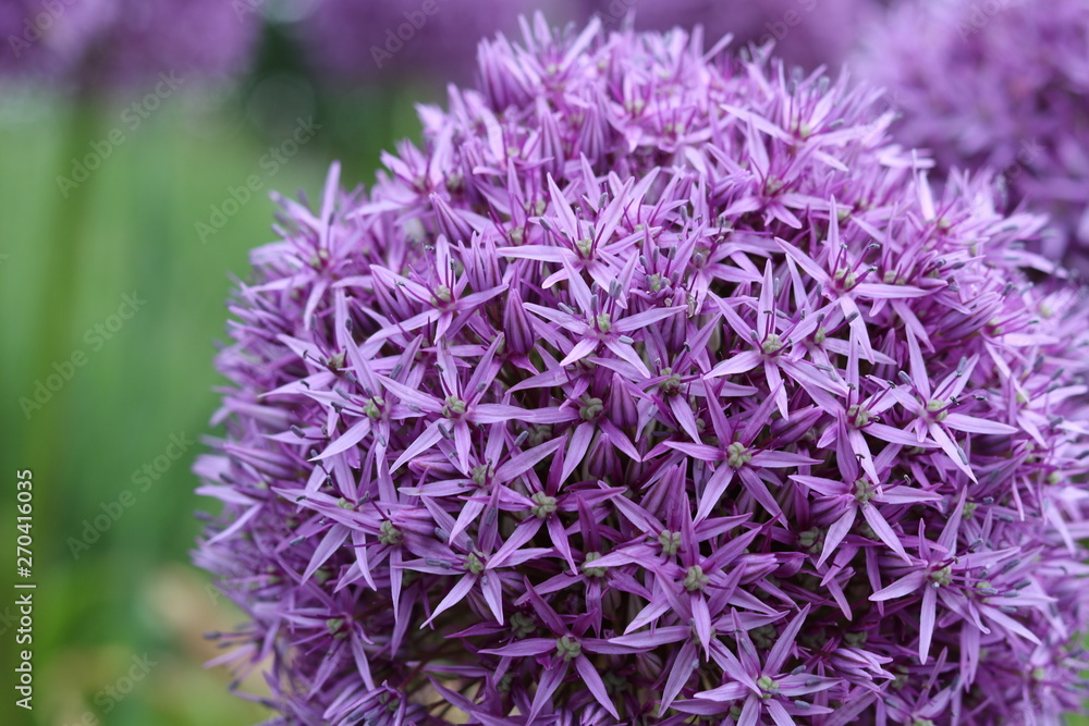 Purple Flower Ball..
