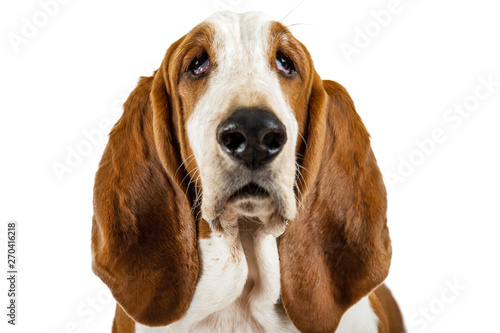 Basset Hound dog on white background close-up of face. Animal model of big ears brown and white sniffer