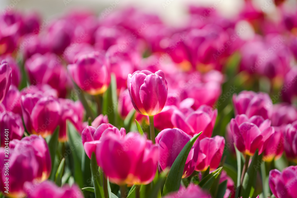 Colorful tulip flowers are blooming in the natural garden with morning light shade. Selected focus with foreground and background bokeh.