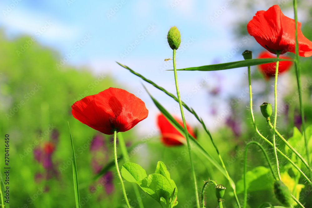 Naklejka premium poppies blooming in the wild meadow