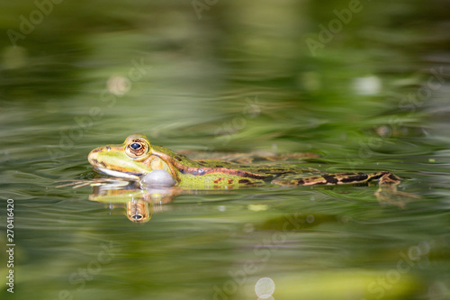 frog in a pond portrait