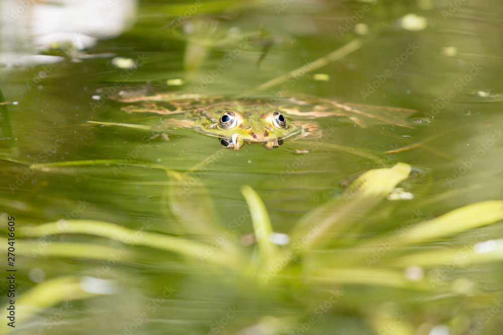 Green frog in water in nature