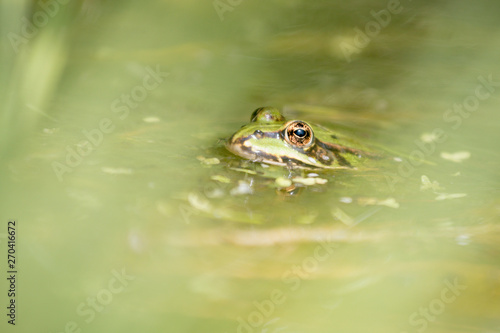 frog in pond macro