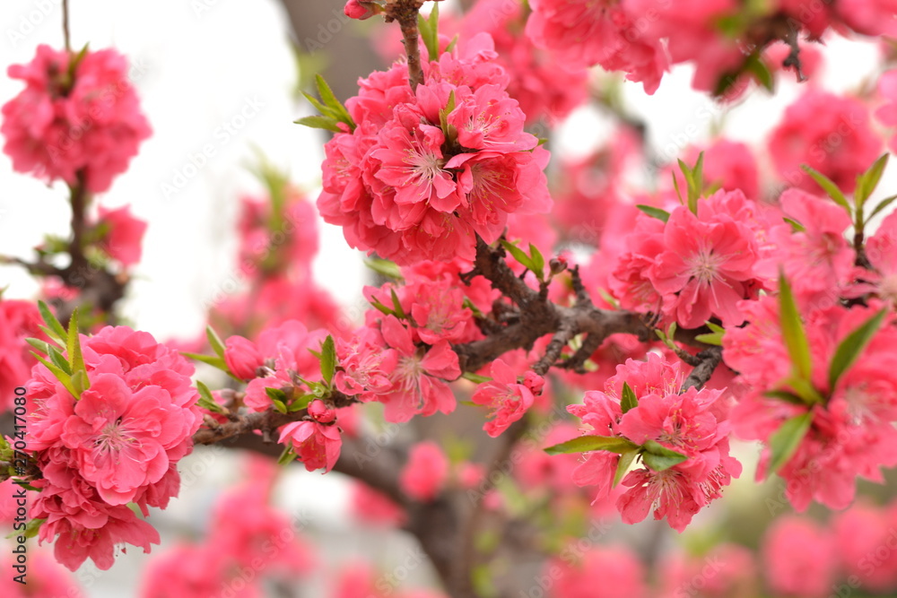Beautiful flowers Sakura. Sakura flowers close up. Pink Sakura Flowers in China Beautiful flowers Sakura. Sakura flowers close up. Pink Sakura Flowers in China