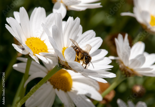 bee pollen on daisy flower