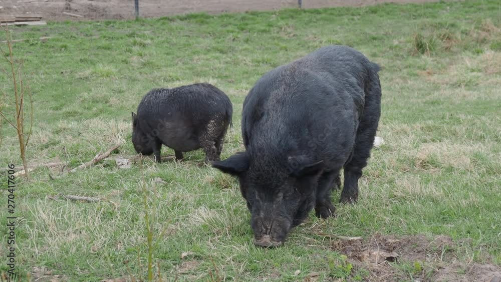 Pair of Vietnamese Pot-bellied pigs eats grass. Farm animals grazing on field. Pair of Vietnamese Pot-bellied pigs eats grass. Farm animals grazing on field.